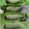 carch alceae larva5 volg17